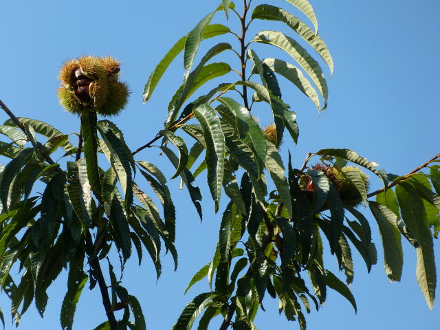 解体工事の作業手順書を更新予定